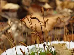 Capsules d'Atrichum undulatum, inclinées à l'horizontal.