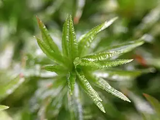 Description de l'image Atrichum undulatum 174950495.jpg.