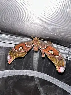 Un Attacus lorquinii (en) mâle venant d'émerger de son cocon.