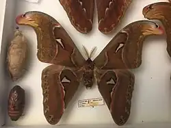 Un hybride Attacus atlas X caesar mâle.