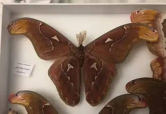 Attacus paraliae, une espèce de la région indomalaise.
