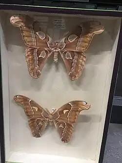 Un Attacus intermedius (no) au MNHN (Paris).