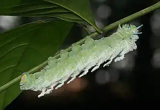 Une chenille d'Attacus taprobanis sur un Swietenia macrophylla.