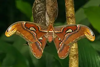 Un Attacus taprobanis (en) mâle, dans le Kerala (Inde).