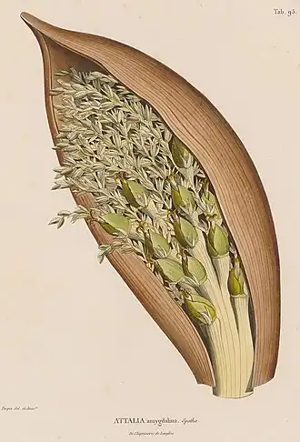 Description de l'image Attalea amygdalina 1.jpg.