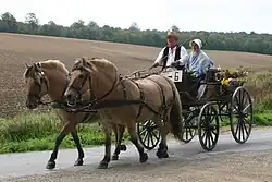 Chevaux Fjord attelés en paire.