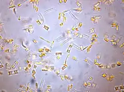 culture d'Attheya longicornis