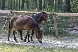 Deux poneys devant une barrière en bois.