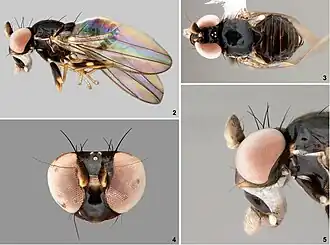 Description de l'image Aulacigaster zurqui (10.3897-zoologia.35.e13047) Figures 2–5.jpg.