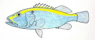 Description de l'image Aulacocephalus.jpg.