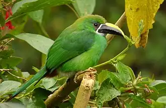 Description de l'image Aulacorhynchus albivitta (14458390459).jpg.