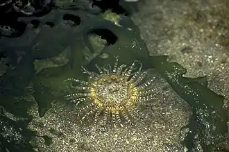 L'anémone gemme&nbsp;(en) ne déploie ses tentacules transparents que pour s'alimenter.