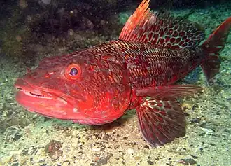 Latropiscis purpurissatus (Aulopidae)