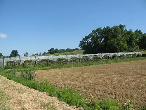 Kiwis de l'Adour à Aurensan