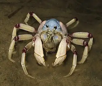 Mictyris longicarpus (Mictyridae)