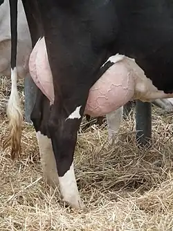 Mamelles d'une vache Holstein.