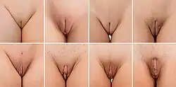 Photographies de huit vulves de femmes.