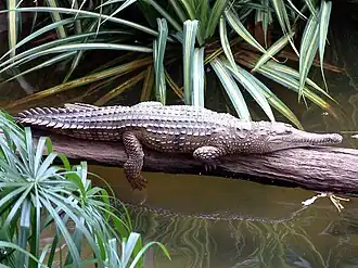 Crocodile de Johnston (Crocodylus johnstoni, Crocodylidae)