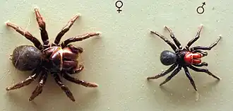 Description de l'image AustralianMuseum spider specimen 42.JPG.