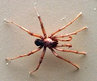 Description de l'image AustralianMuseum spider specimen 48.JPG.