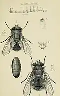Calliphora augur et Calliphora stygia, 2 espèces australiènes et leur pupe