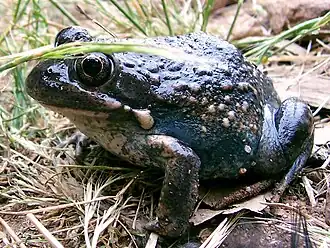 Description de l'image Australian toad.jpg.