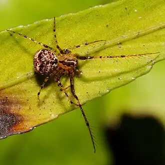 Description de l'image Australomimetus mendicus 368268726.jpg.