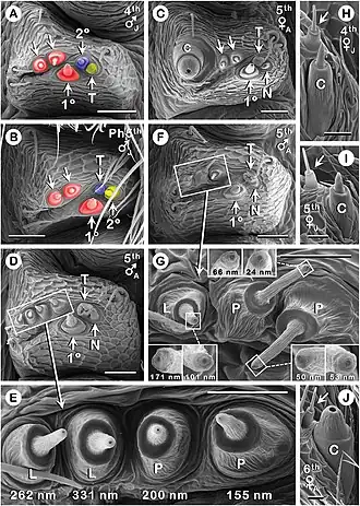 Description de l'image Australomimetus spinosus (10.3897-evolsyst.1.14765) Figure 7.jpg.