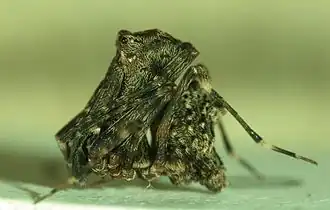 Description de l'image Austrarchaea griswoldi Eungella National Park C.jpg.