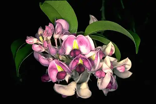 Fleurs d'Austrocallerya megasperma