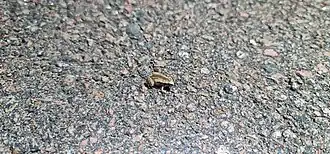 Description de l'image Austrochaperina adelphe 188045841.jpg.