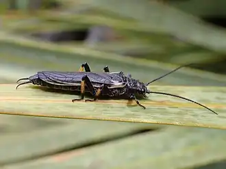 Description de l'image Austroperla cyrene 249030378.jpg.