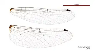 Description de l'image Austrophya mystica male wings (34895266242).jpg.