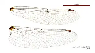 Description de l'image Austrosynthemis cyanitincta male wings (34895274182).jpg.