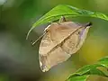Papillon-feuille, ailes fermées, Kérala, Inde