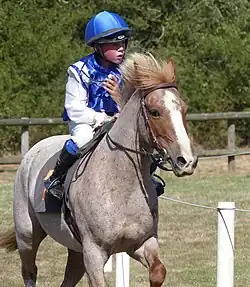 Poney roux et gris monté par un enfant