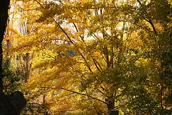 Photo prise à la mi-hauteur d'arbres aux branches traversant des feuillages serrés et abondants constellés de feuilles jaunies.