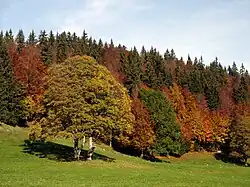 L'automne au Sentier.