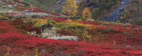Landes aux couleurs automnales.