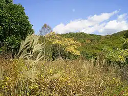 Forêt du Sikhote Aline en septembre 2008.