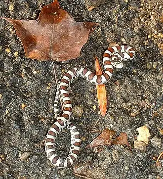Description de l'image Autumn milksnake.jpg.