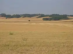 Paysage de l'Auxerrois, dans le centre.
