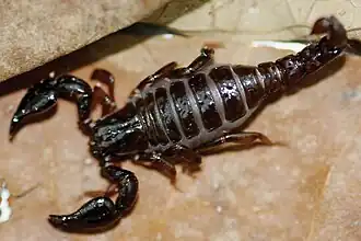 Description de l'image Auyantepuia laurae (10.3897-zookeys.764.25108) Figure 20.jpg.