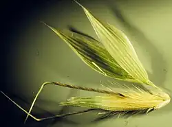 Arêtes coudées et torsadées à leur base de la folle avoine (Avena fatua).
