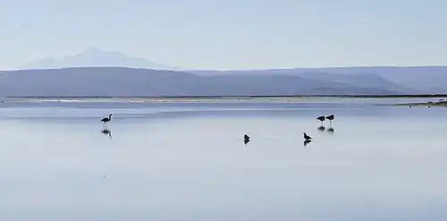La laguna Salada et le salar de Chalviri