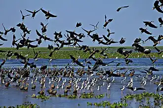 Mantecal (paroisse civile)