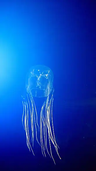 Chironex fleckeri, la « main qui tue » qui entraîne une paralysie cardiaque et respiratoire en quelques minutes.