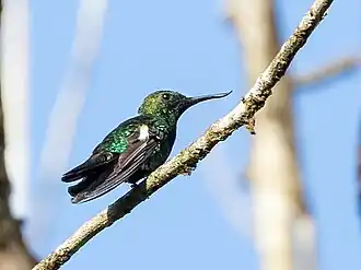 Description de cette image, également commentée ci-après