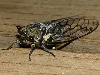 Description de cette image, également commentée ci-après