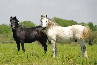 Chevaux de l'Axios dans la végétation du delta
